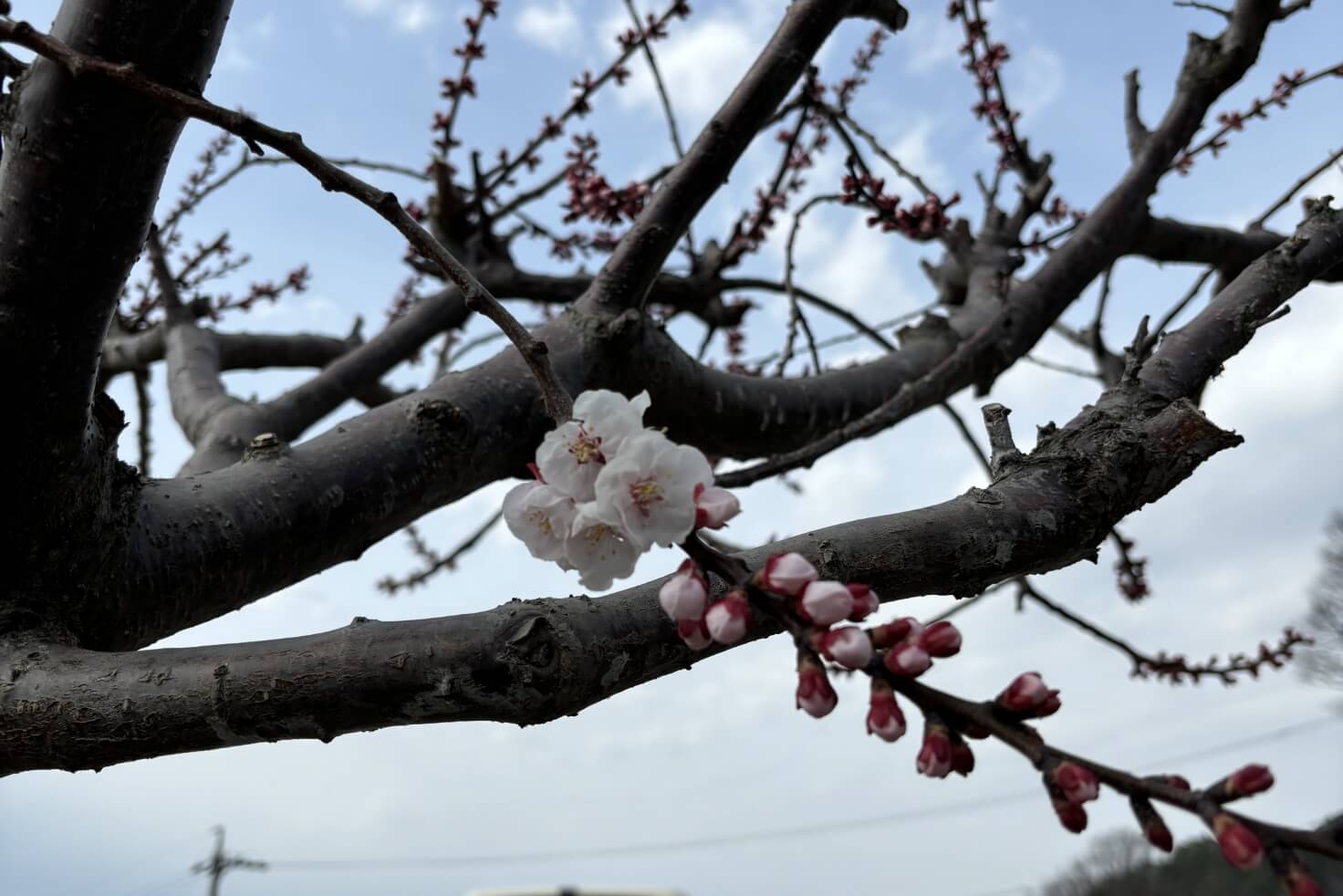 あんずの開花状況2